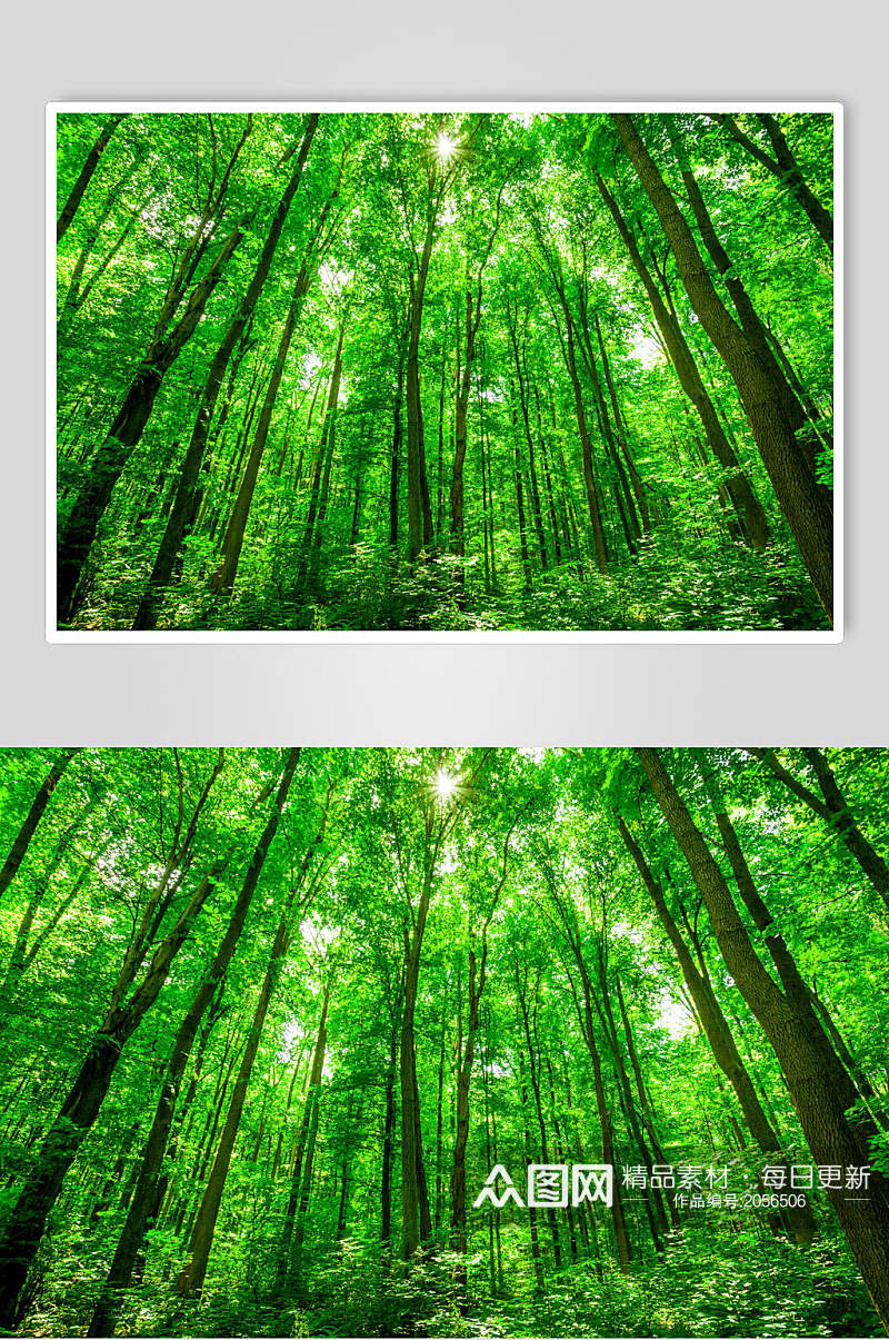 原始森林图片林木生长森林摄影视觉图素材