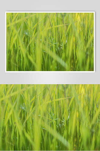草地草坪图片禾苗稻田摄影图