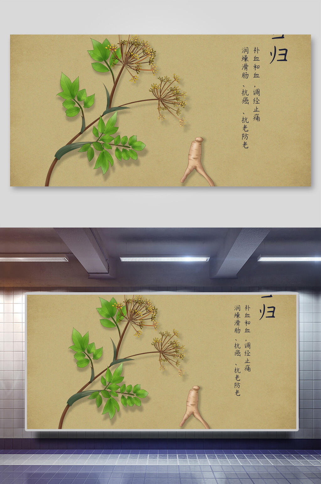 当归本草纲目中草药介绍展板素材