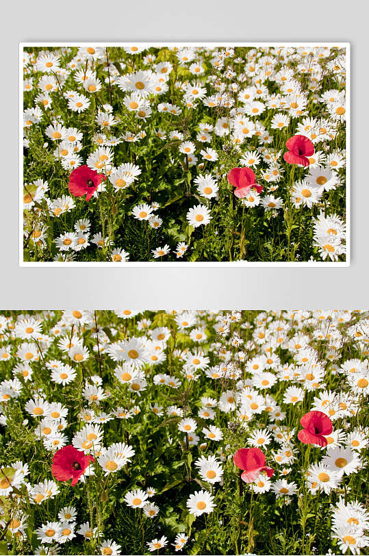 植物雏菊野菊花花海图片 植物摄影图