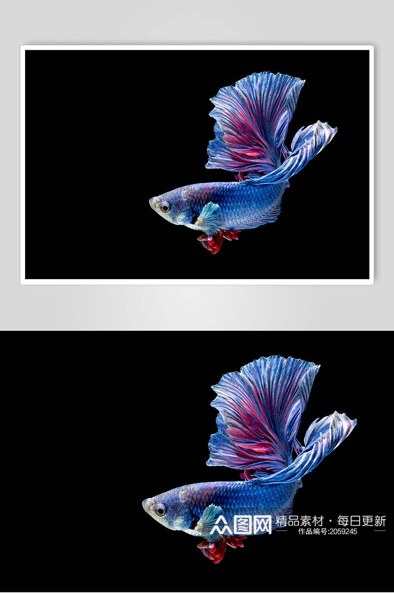 斗鱼图片热带观赏鱼视觉摄影图素材