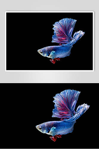 斗鱼图片热带观赏鱼视觉摄影图