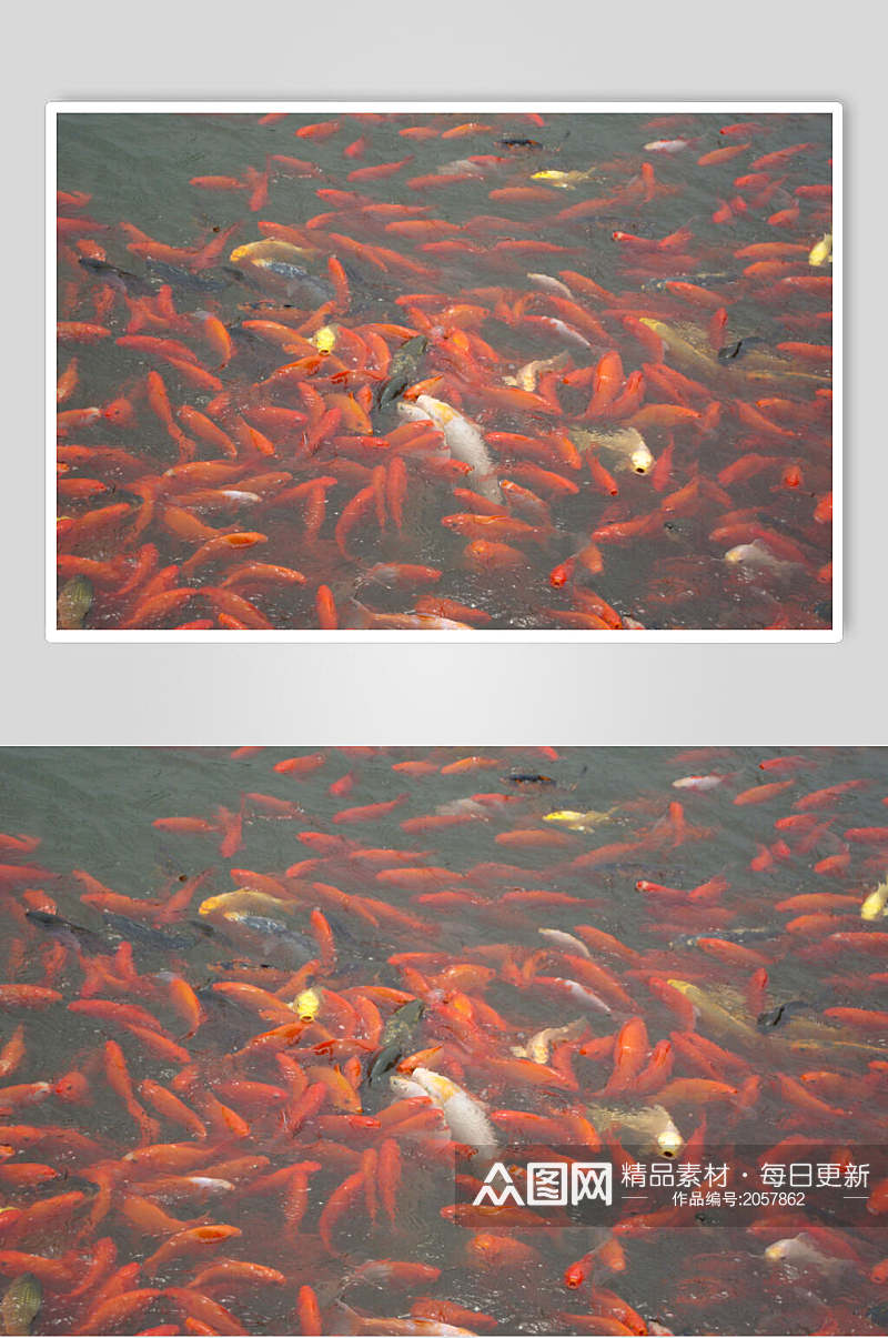 观赏鱼集合图片素材