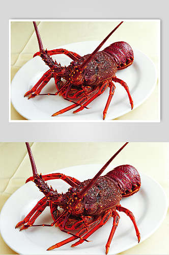 精品澳洲龙虾美食食品图片