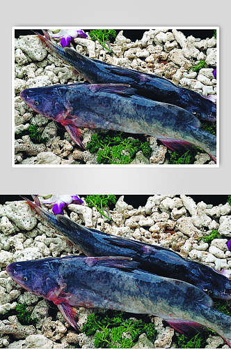长江肥头鱼美食实拍图片