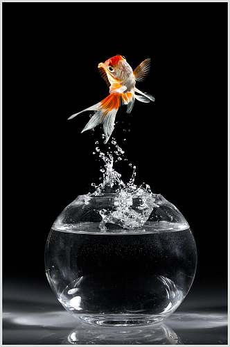 斗鱼图片金鱼跃出鱼缸视觉摄影图