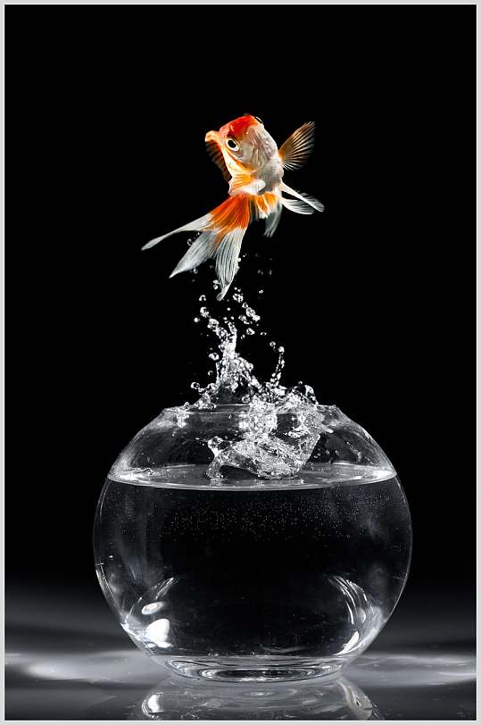 斗鱼图片金鱼跃出鱼缸视觉摄影图
