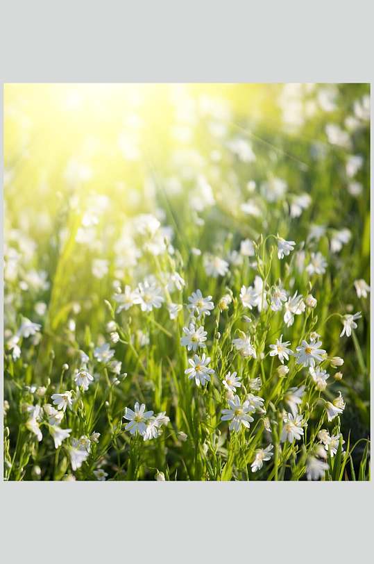 阳光植物雏菊野菊花图片 植物摄影图