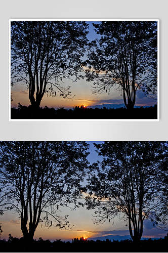 夕阳下原始森林图片