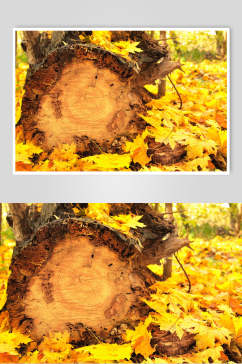 秋天落叶风景图片两联黄叶和树桩