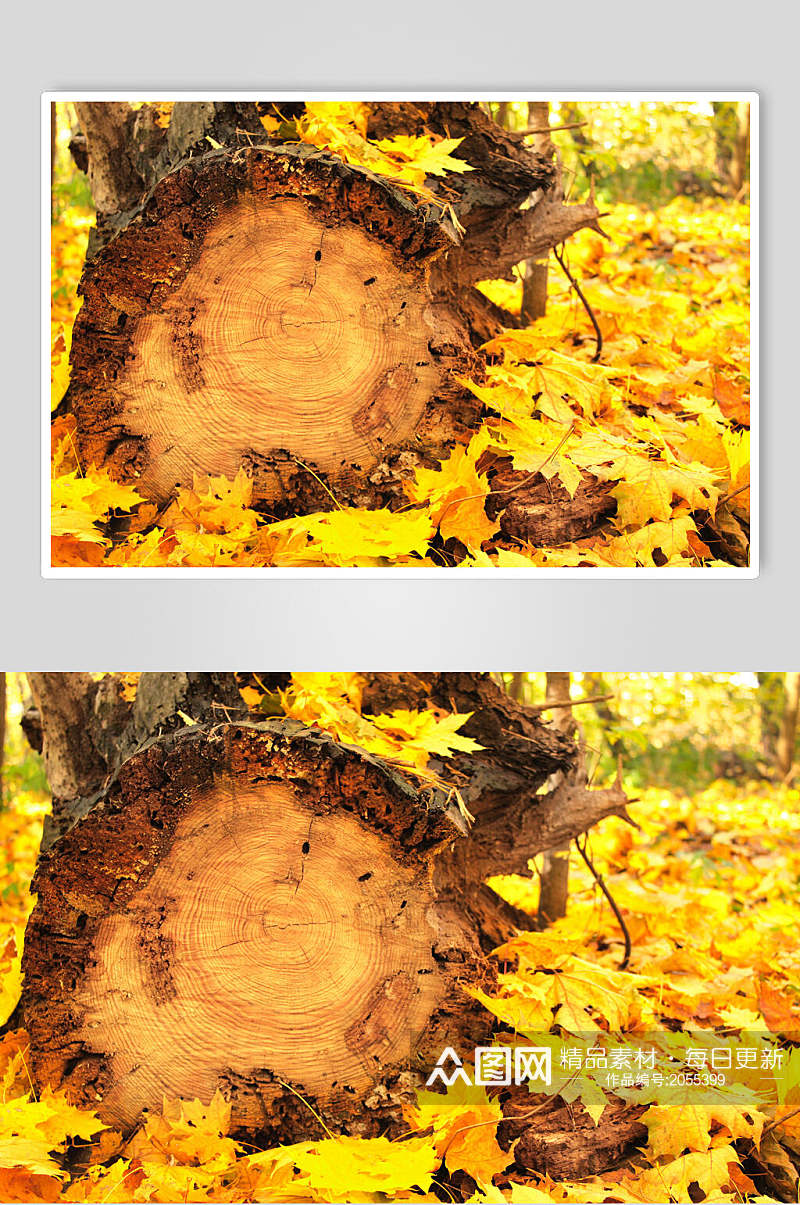 秋天落叶风景图片两联黄叶和树桩素材