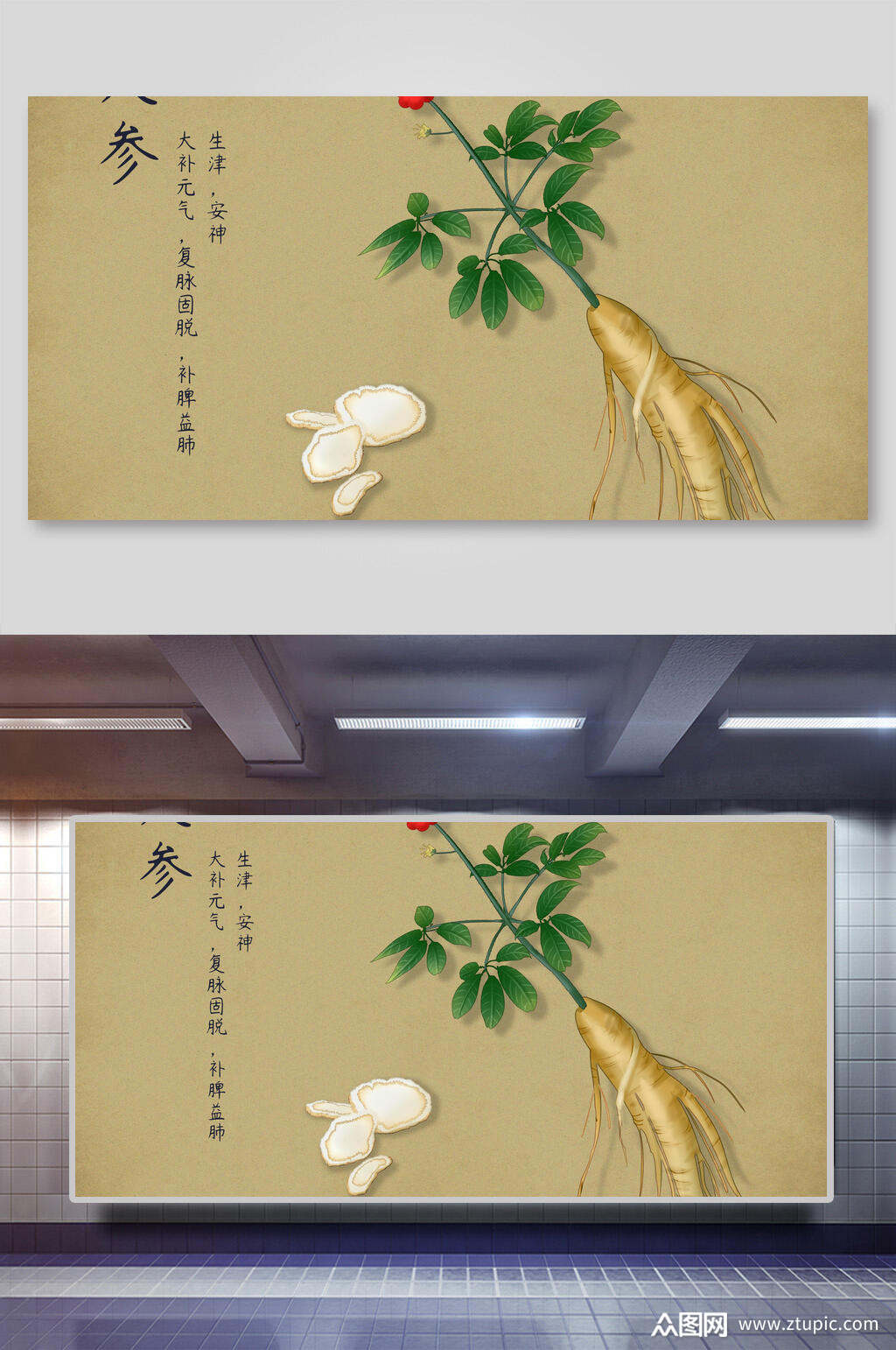 人参本草纲目中草药介绍展板