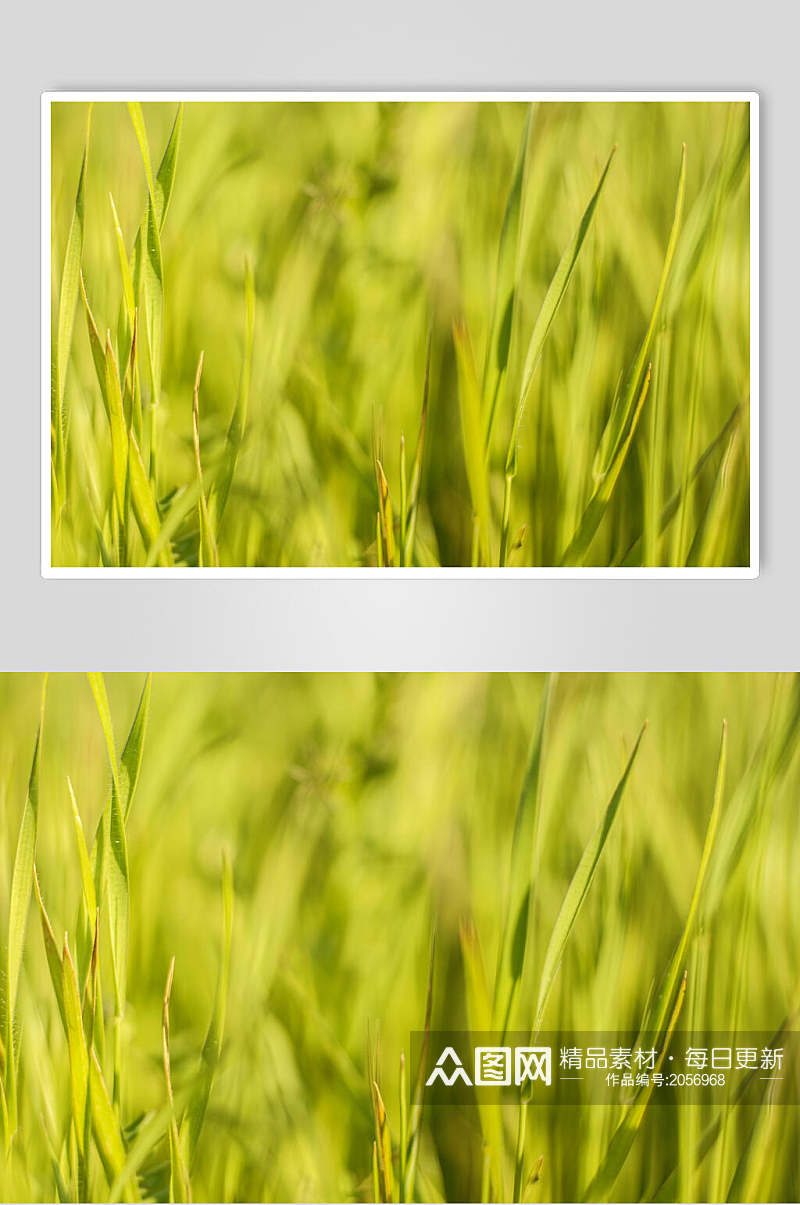 草地草坪图片两联麦田摄影图素材