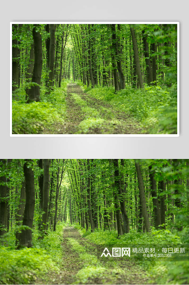 绿色小路原始森林图片素材