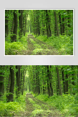 绿色小路原始森林图片