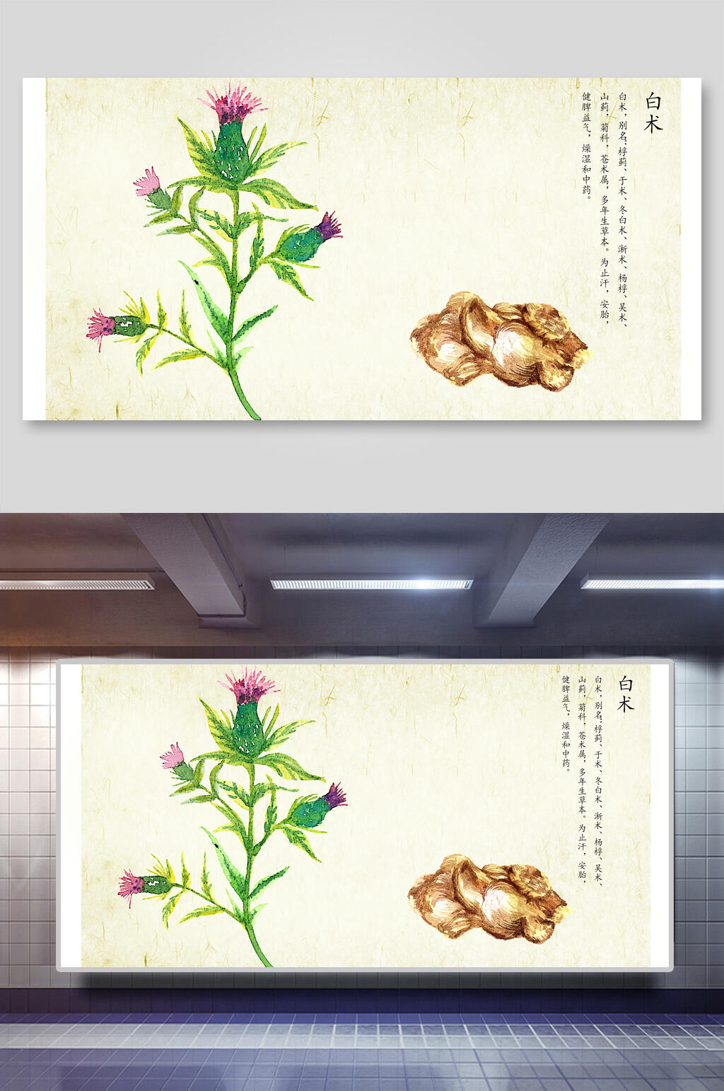 白术本草纲目中草药介绍展板素材
