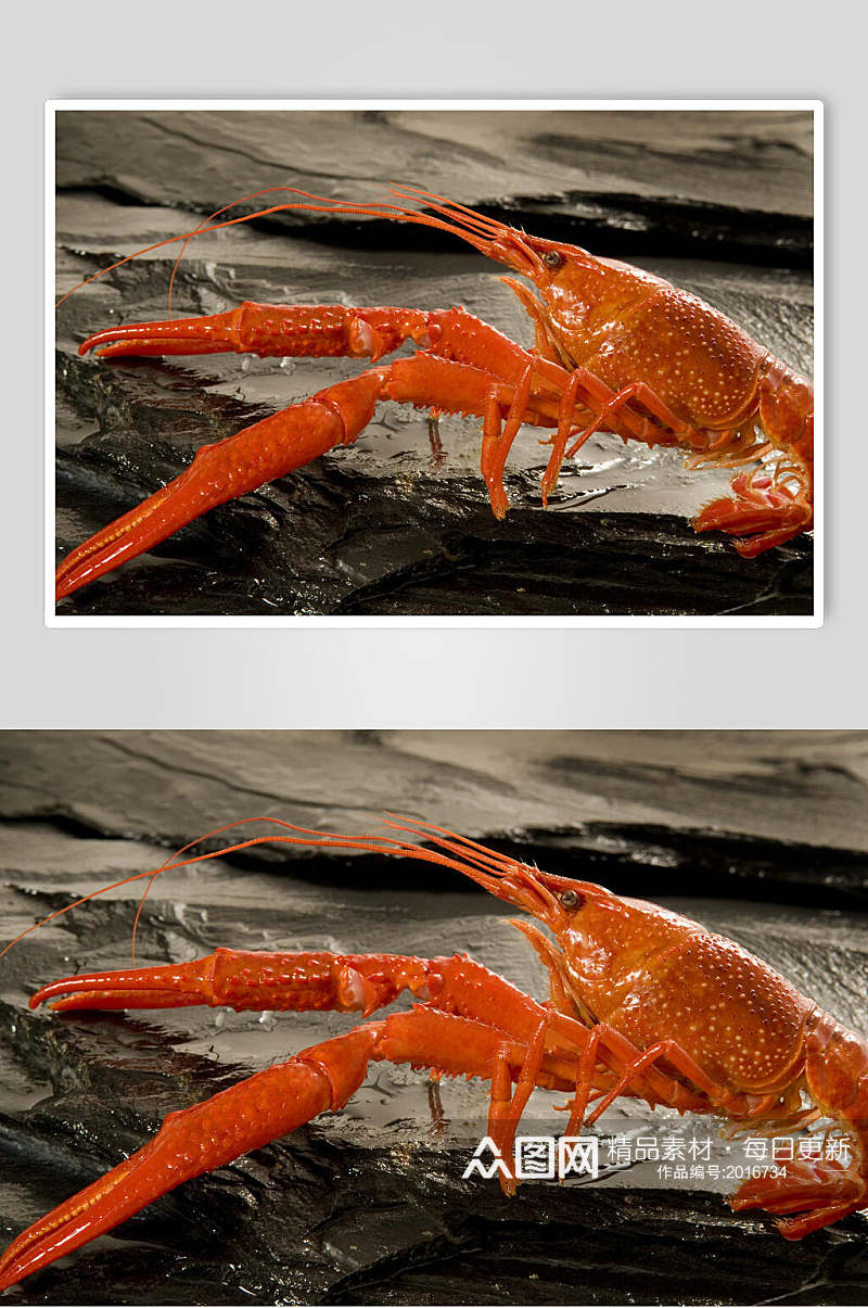 海鲜活鲜龙虾食品图片素材