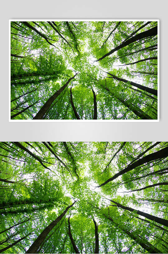 阳光绿叶原始森林图片