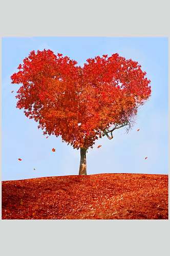 秋天落叶风景图片红色心形树