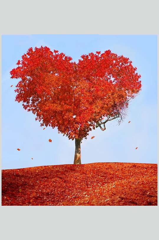 秋天落叶风景图片红色心形树