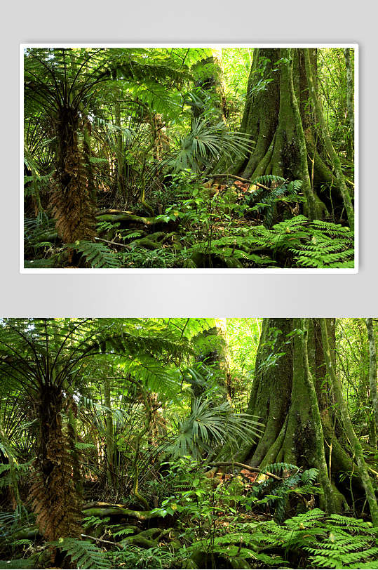热带植物原始森林图片