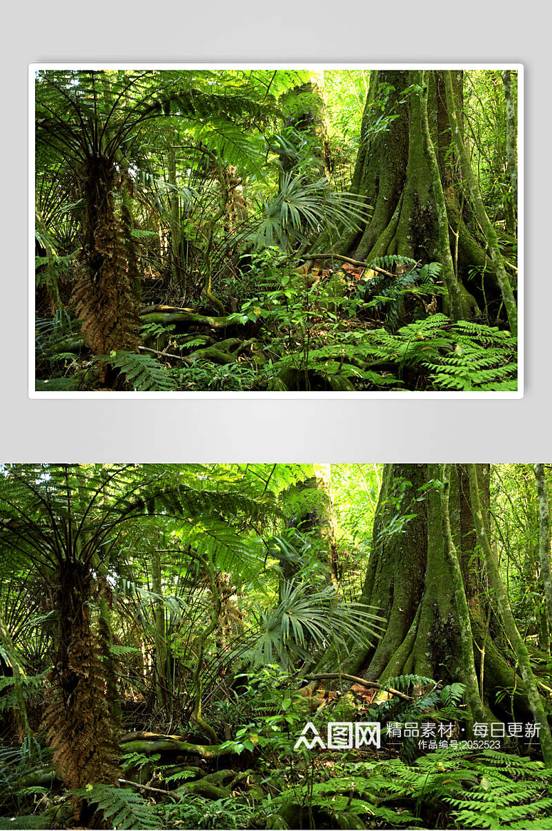 热带植物原始森林图片素材