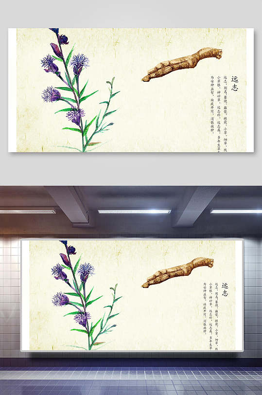 远志本草纲目中草药介绍展板