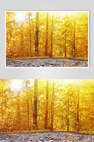 秋天落叶风景图片两联秋日森林