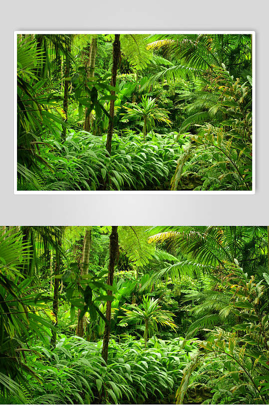 植被原始森林图片