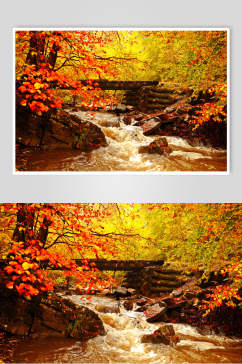 秋天落叶风景图片红枫林小桥溪流摄影图