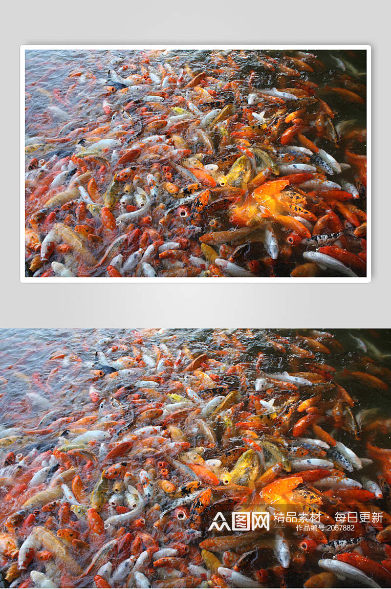 投食观赏鱼图片素材