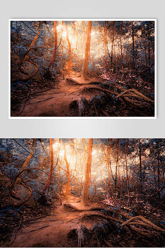 黄昏日照原始森林图片