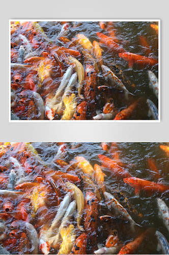 红黄色观赏鱼图片