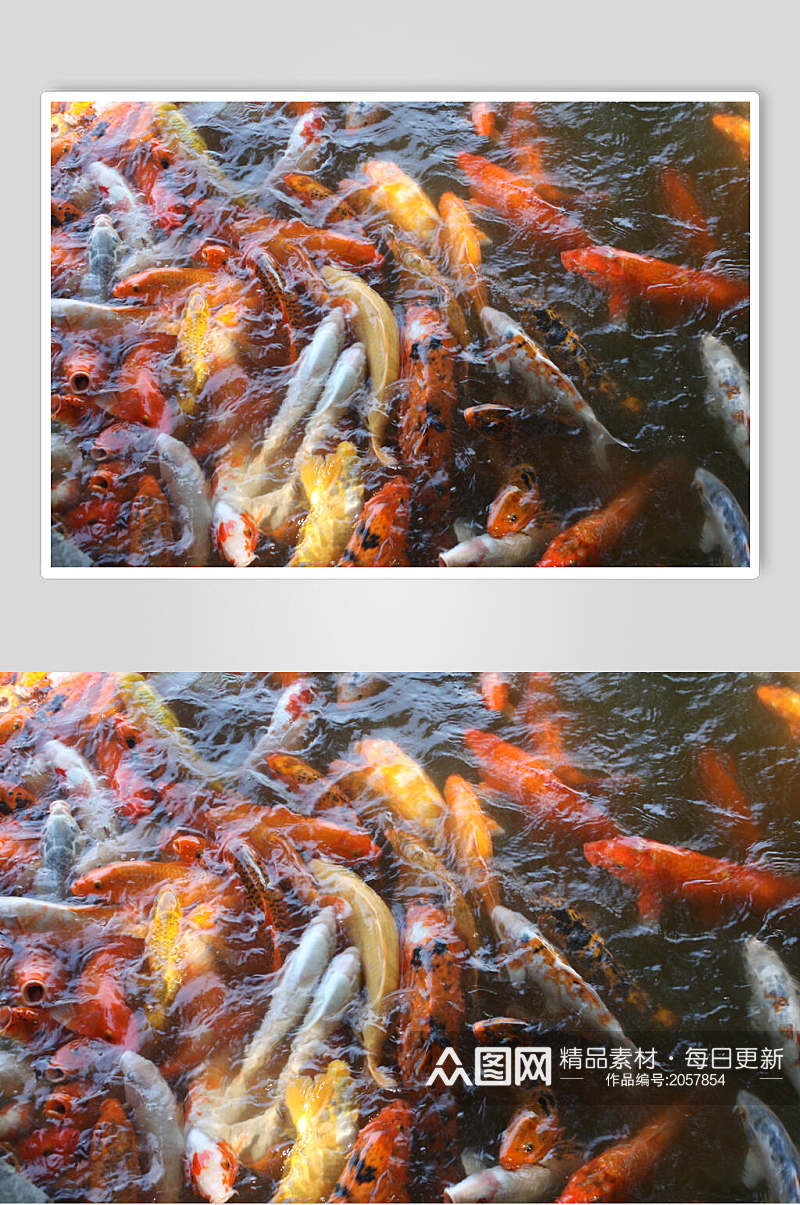 红黄色观赏鱼图片素材