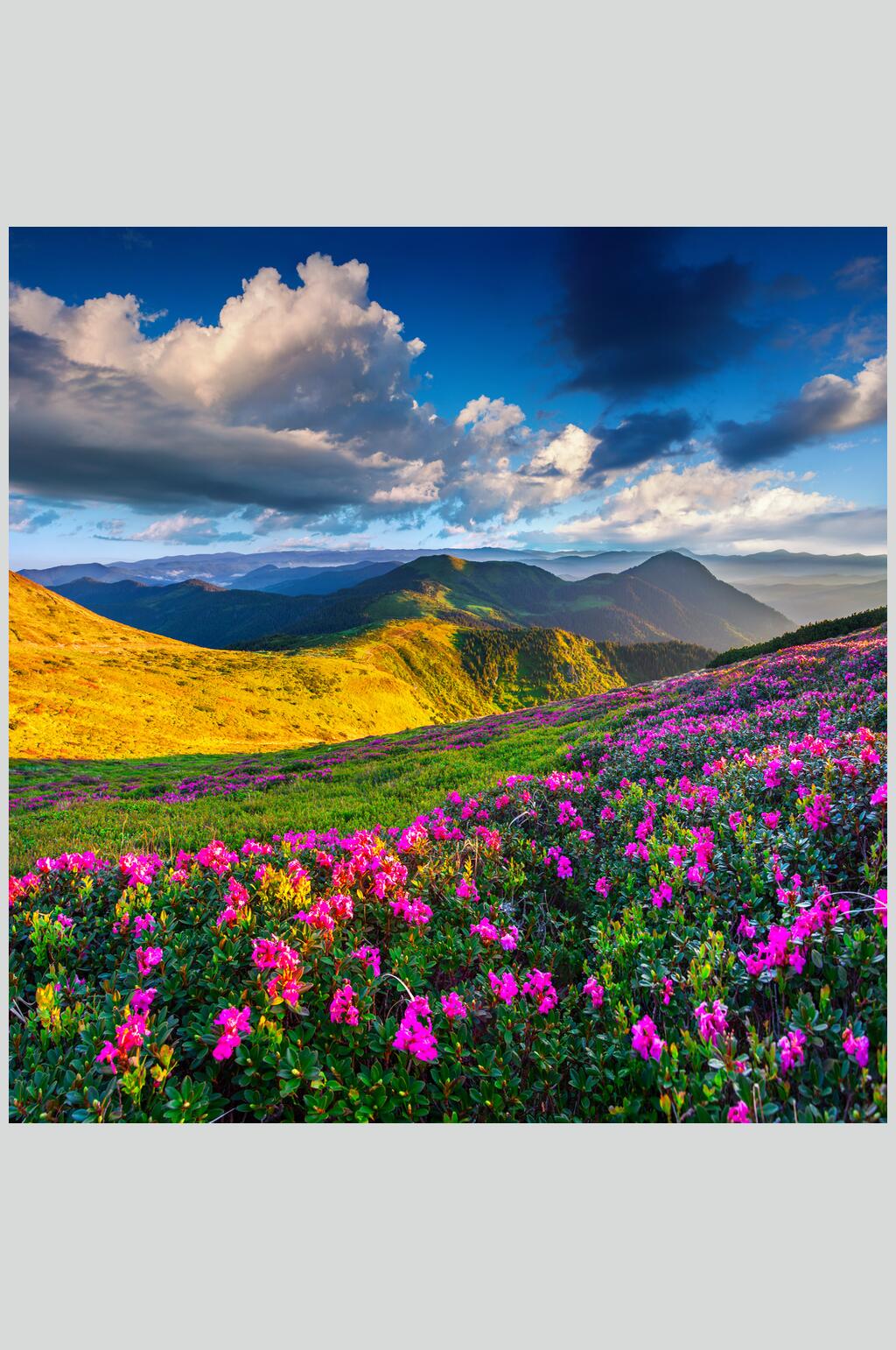 鲜花山峰山脉风景图片素材