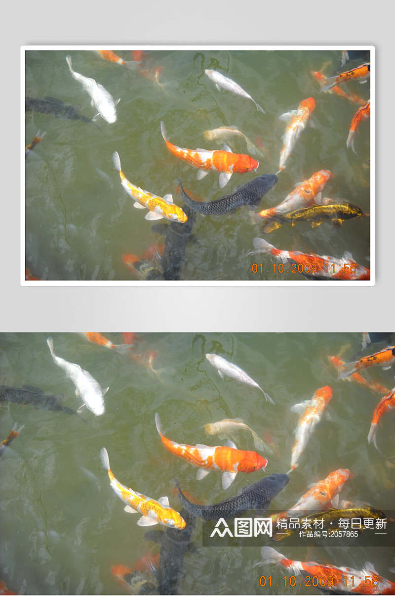 观赏鱼吃食图片素材