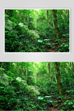 绿野仙踪原始森林图片