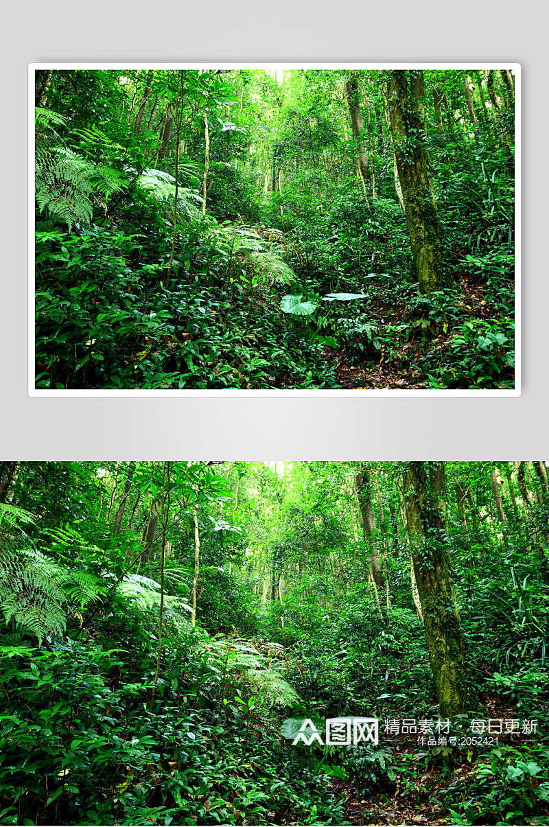 绿野仙踪原始森林图片素材