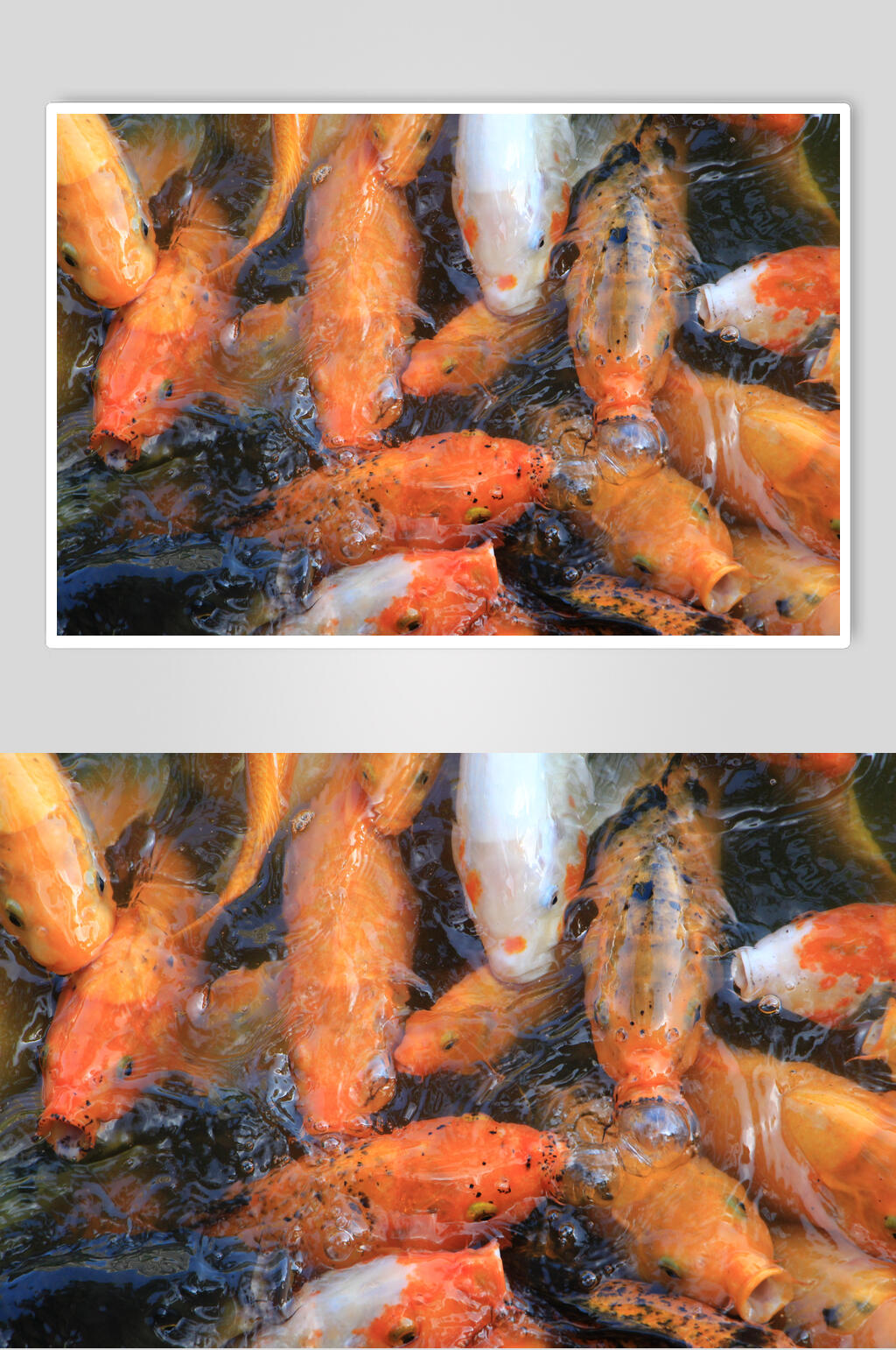 观赏鱼图片鲤鱼锦鲤抢食摄影图素材