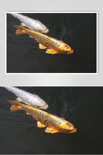 观赏鱼图片黑底金色鲤鱼锦鲤摄影图