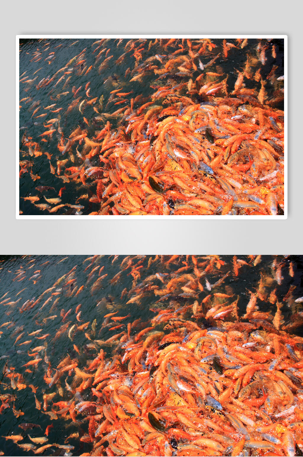 观赏鱼图片两联金鱼鱼群投食摄影图素材