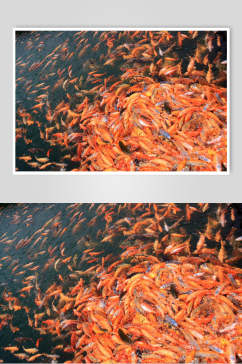 观赏鱼图片两联金鱼鱼群投食摄影图
