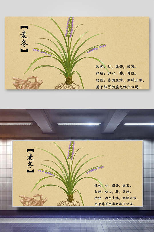 麦冬本草纲目中草药介绍展板