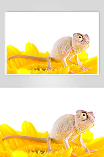 黄色浅绿色变色龙蜥蜴摄影图片