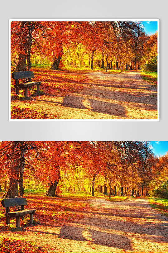 秋天落叶风景图片长椅红枫夕阳