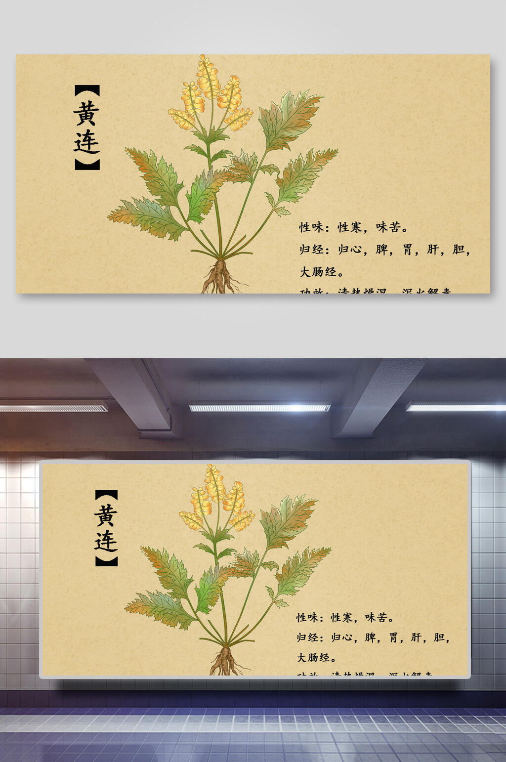 黄连本草纲目中草药介绍展板