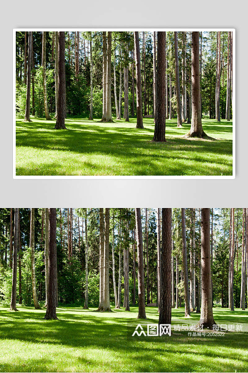 树干原始森林图片素材