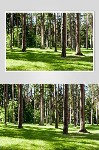 树干原始森林图片