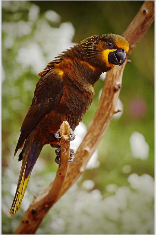 简约绚灰褐色烂鹦鹉高清图片