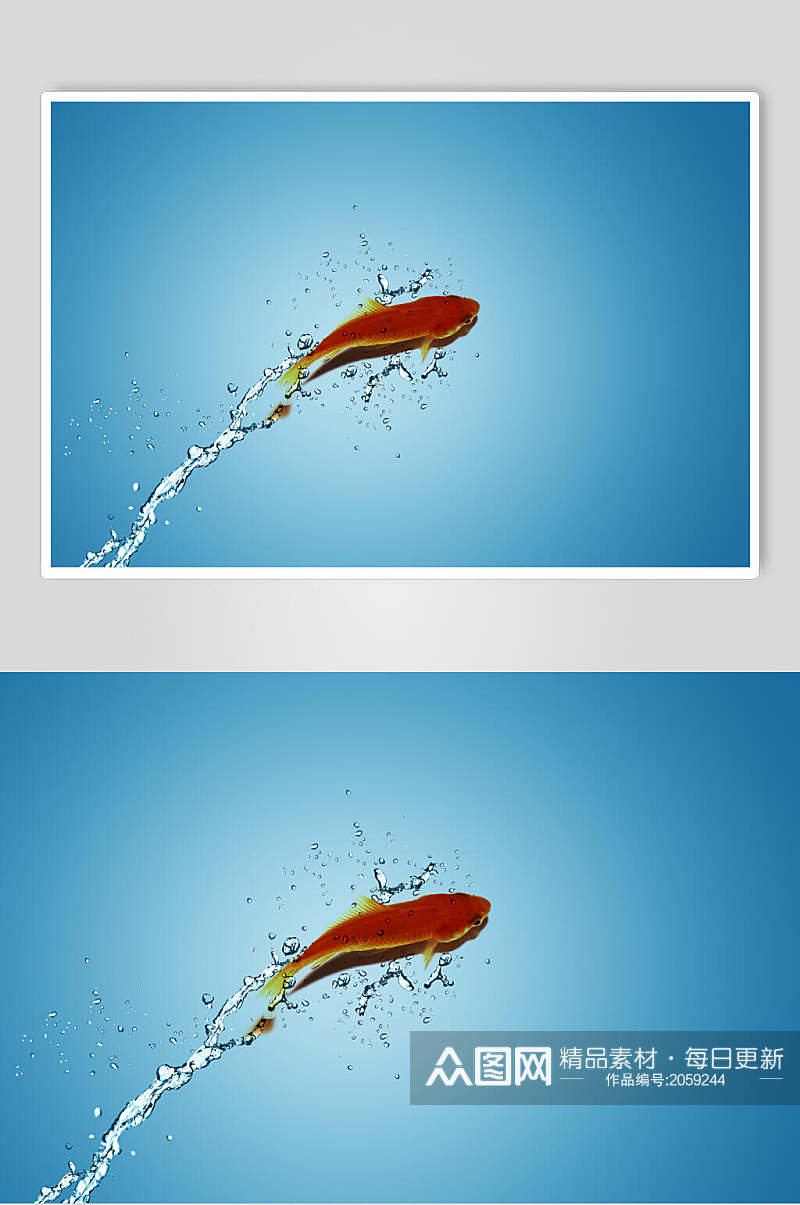 斗鱼图片游泳的鱼摄影视觉图素材